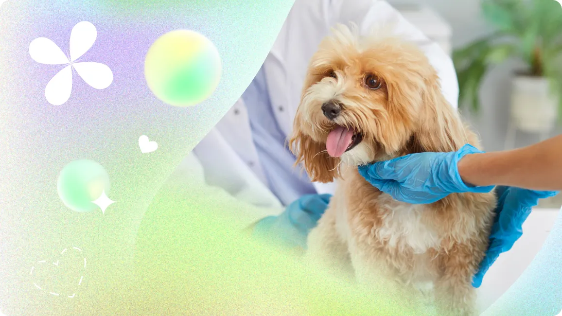 Save Your Pet in a Crisis with a Pet First-Aid Guide